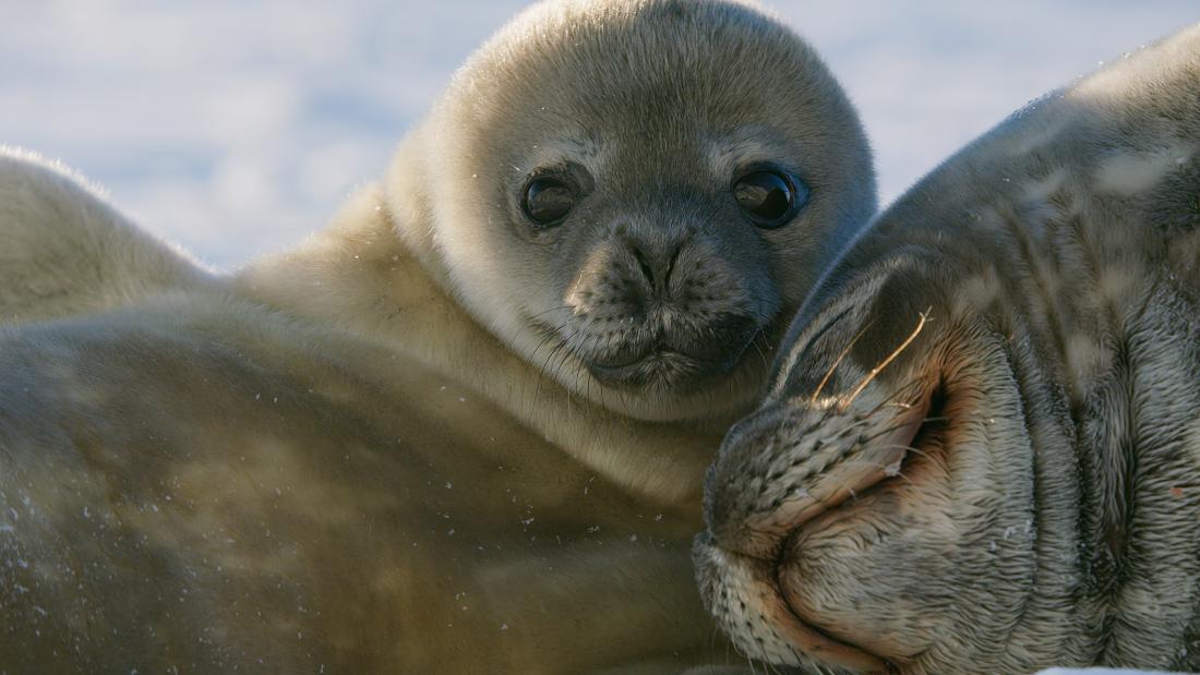 A young seal looks at the camera while leaning on a sleeping adult seal's head. 