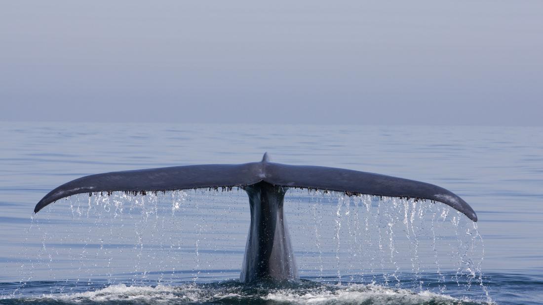 A whale tail out the water with a massive cargo ship in the background