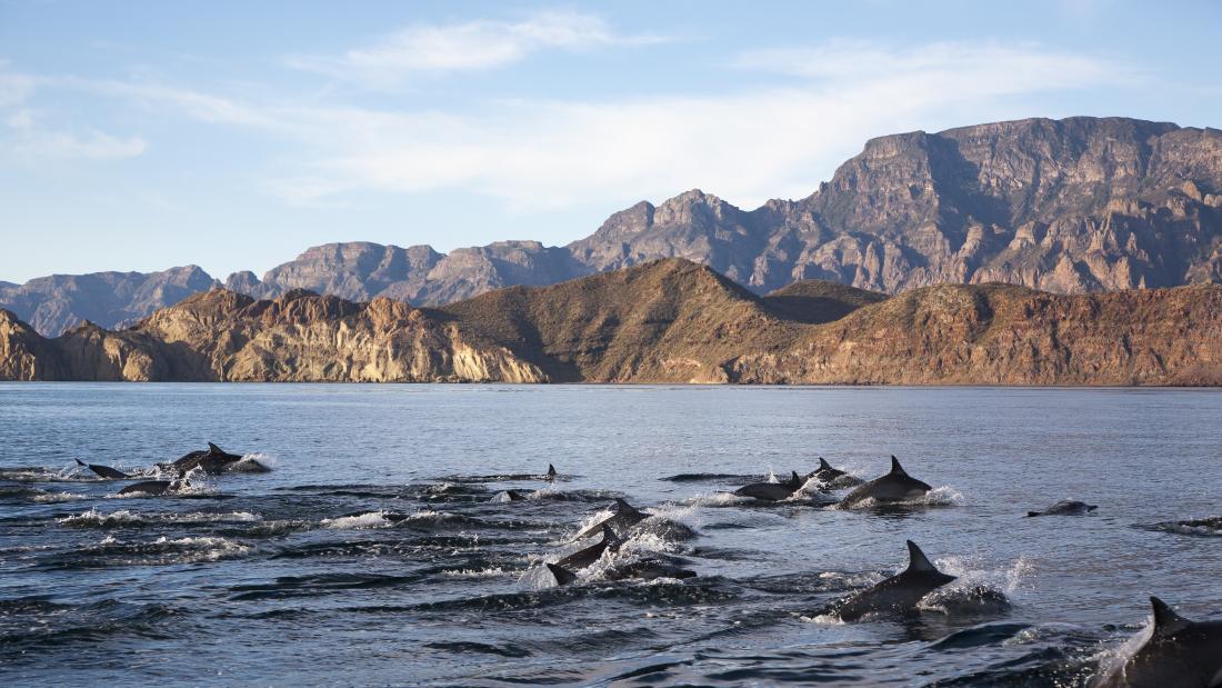 A pod of dolphins swimming near an island