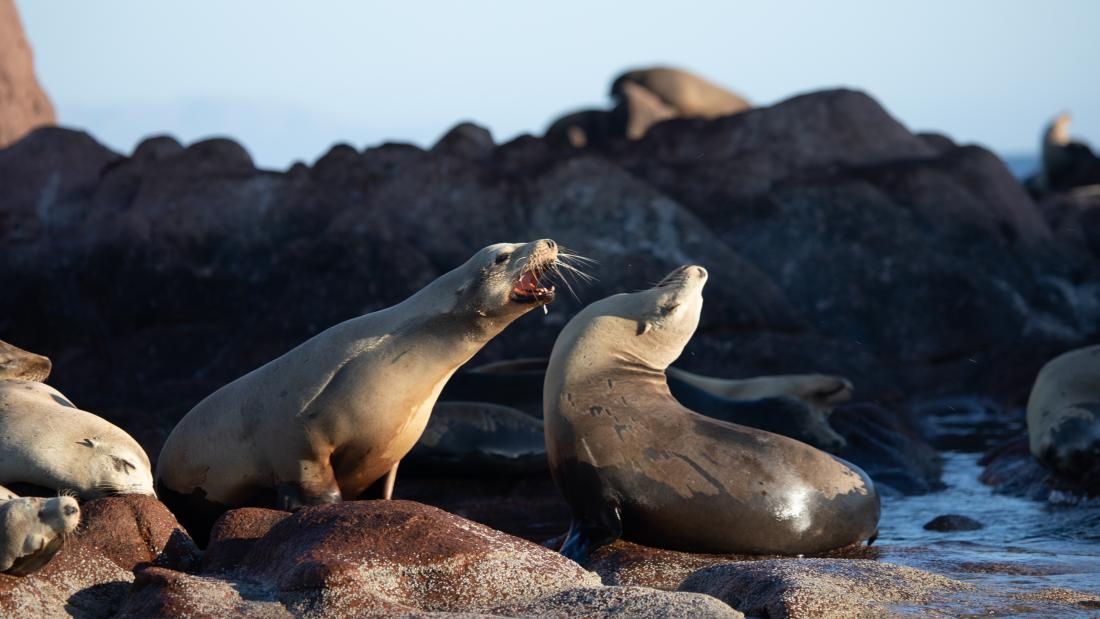 Two sea lions on a rock yelling