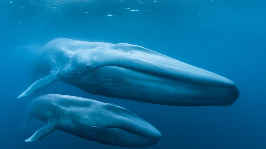 A parent and child blue whale