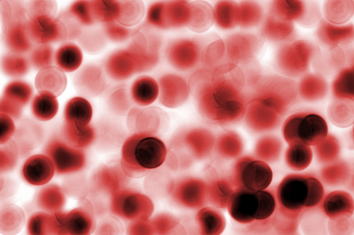 bloodcells