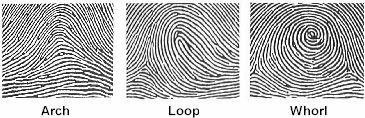 Fingerprint types diagram