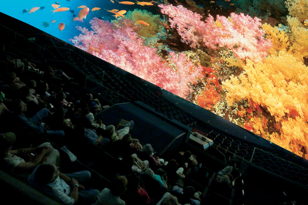 giant_dome_coralreef