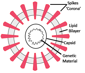 Model of a virus diagram with labels