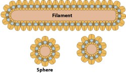 Virus shape diagram
