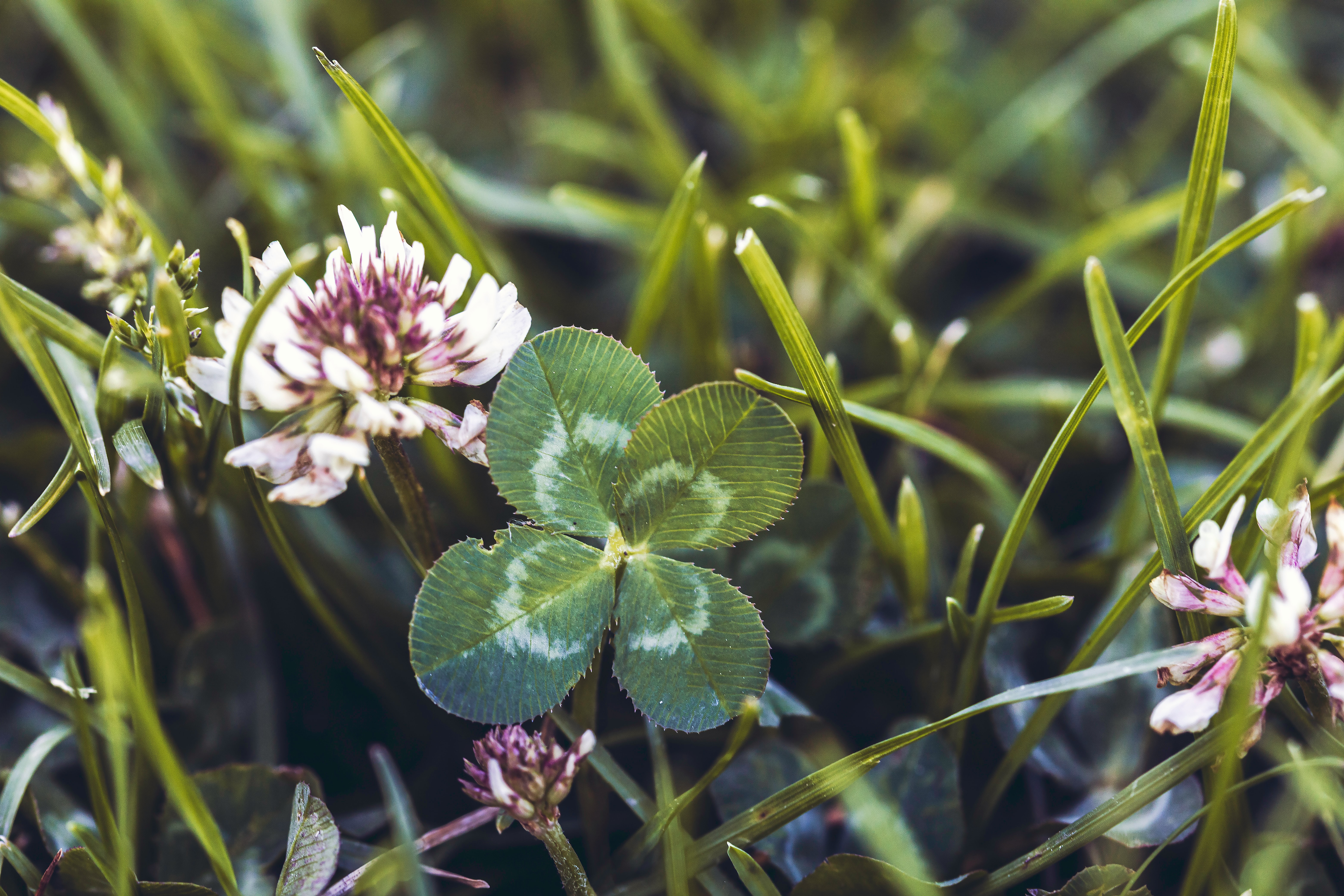 Image of a four leafed clover in a patch of grass surrounded by other flowers and blades of grass.
