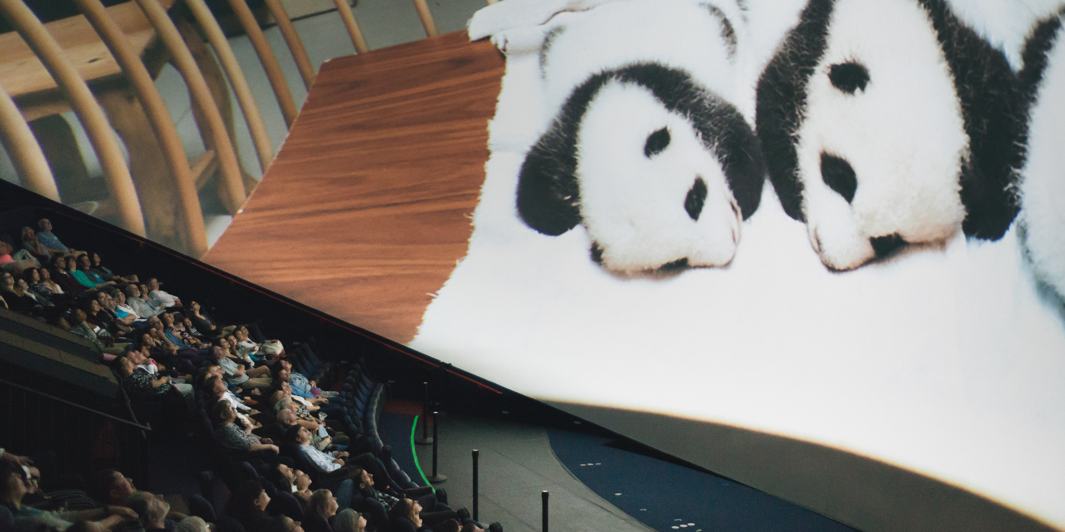 Photo inside of the Heikoff Giant Dome Theater. On the screen are two baby pandas.