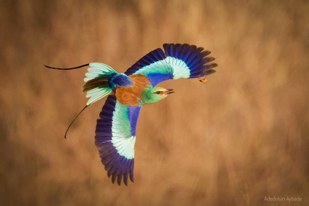 Bird flight