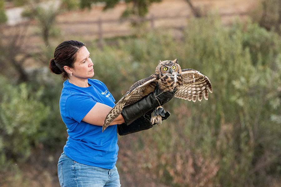 Project wildlife