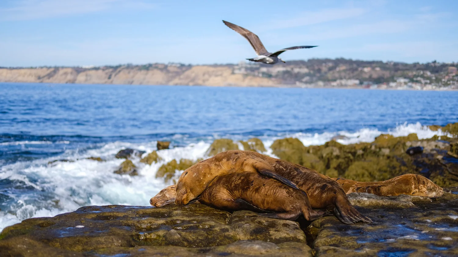 SD wildlife