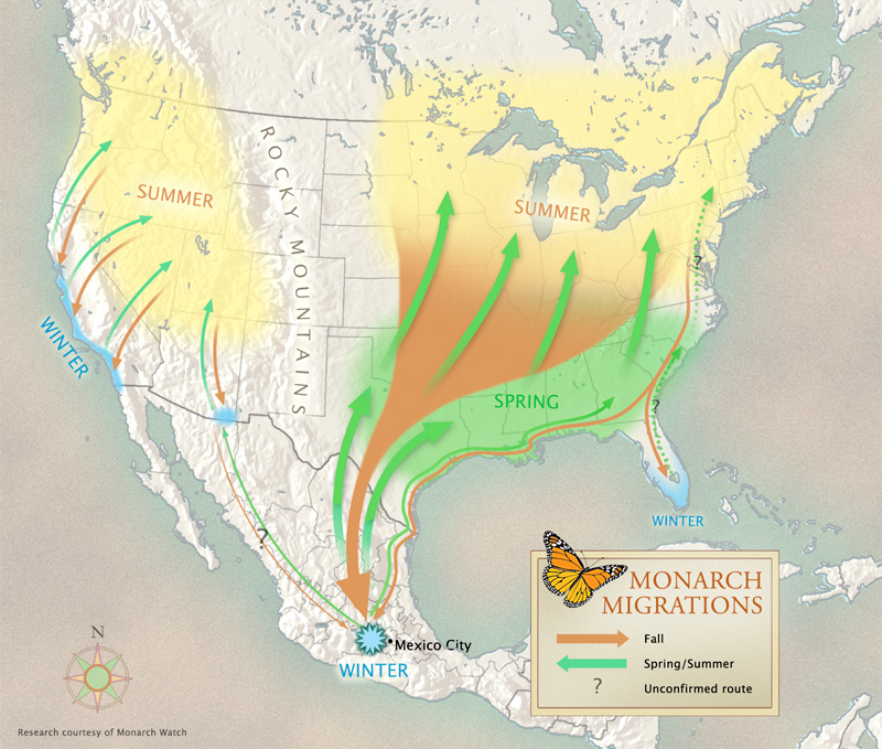 monarch butterfly migration map for kids