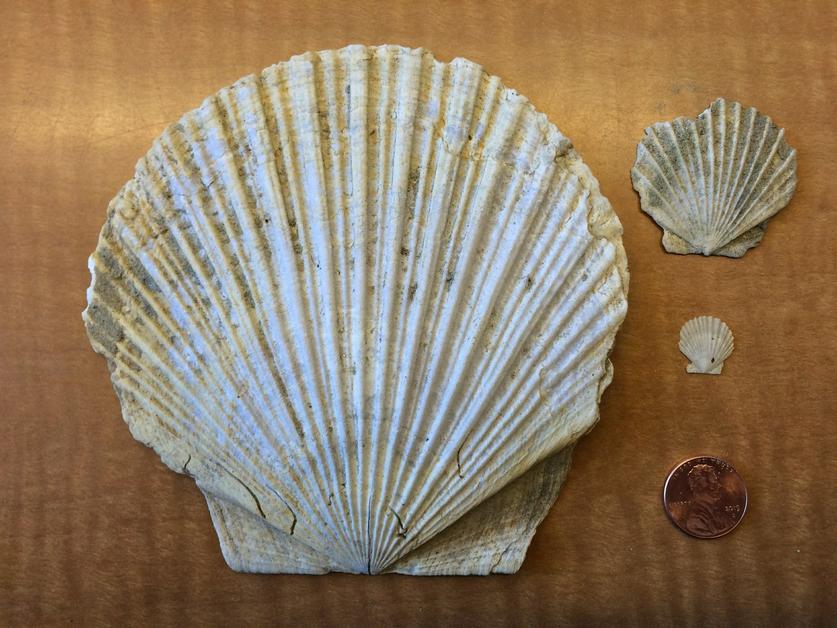 Marine fossils found near Normal Heights Fleet Science Center