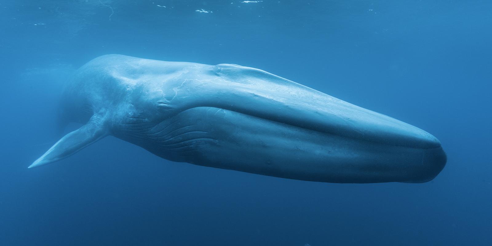 A blue whale 
