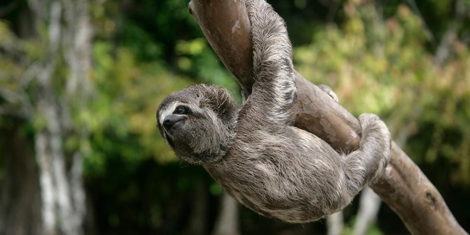 Sloth climbing a tree in the forest