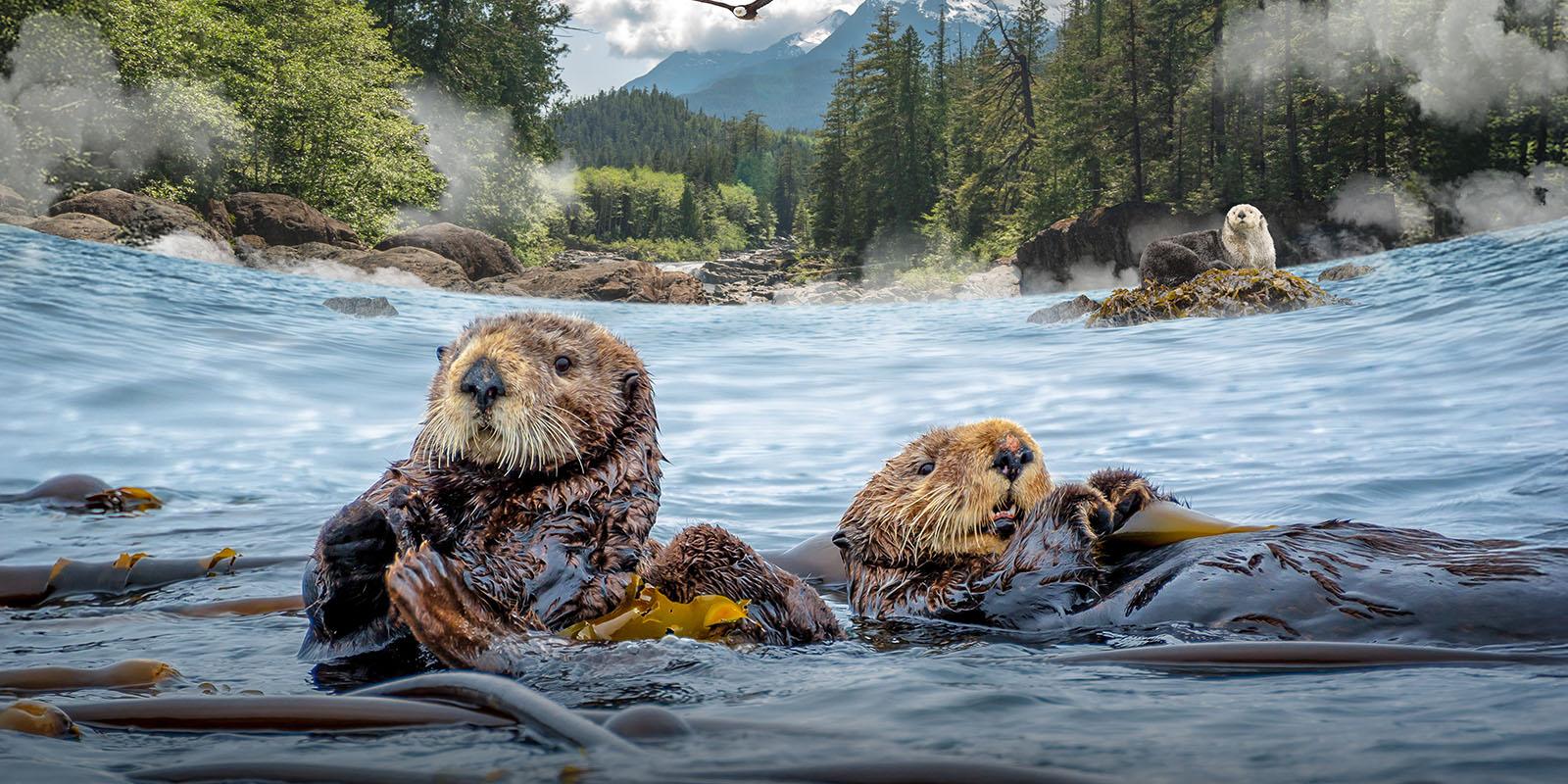 A captivating image displays two otters playfully in a river, surrounded by a lush green backdrop and towering mountain range. The otters vivid fur, a yellow object, and the glistening water create a serene, natures masterpiece.