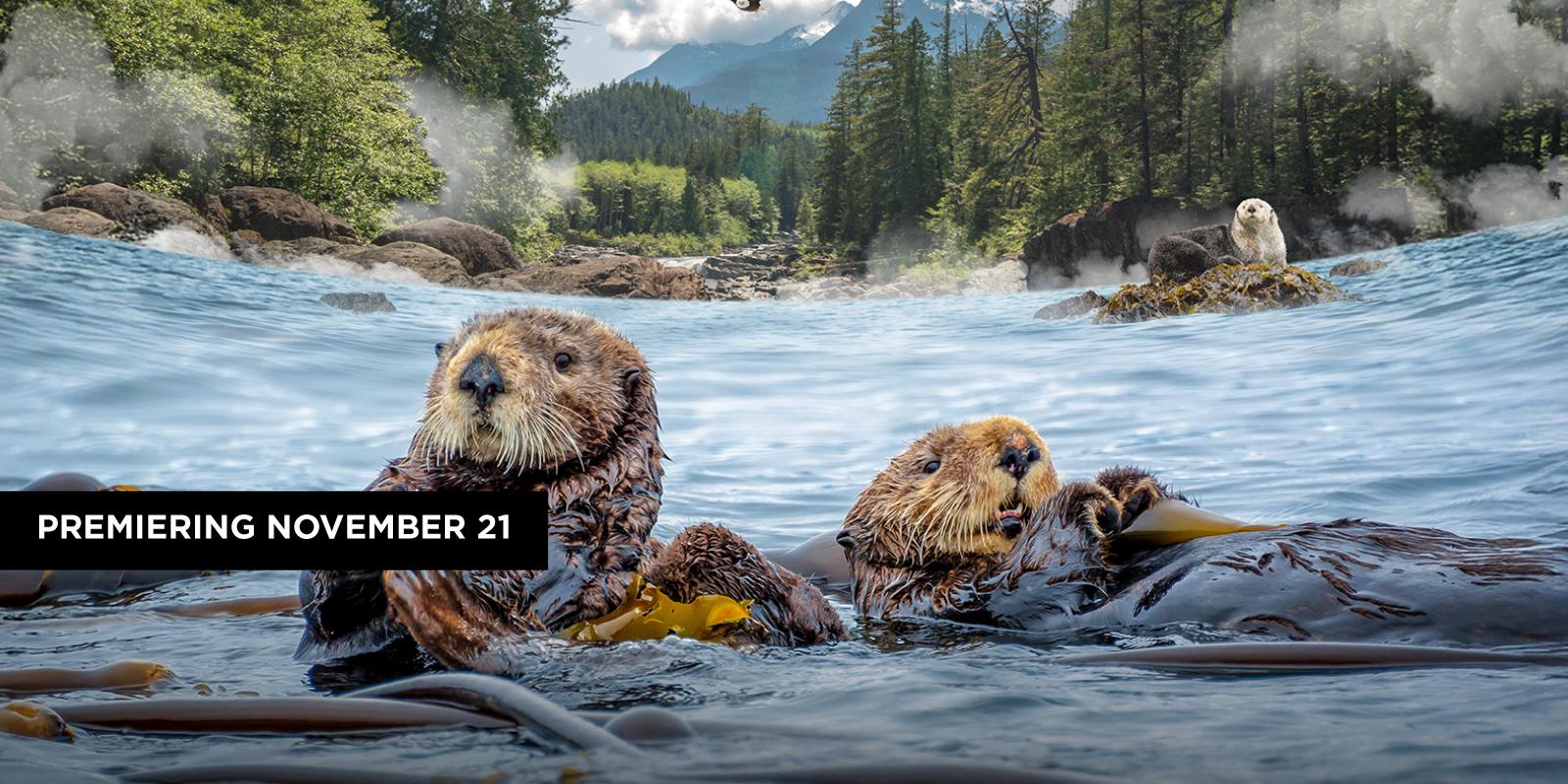 Two sea otters floating in the water. 
