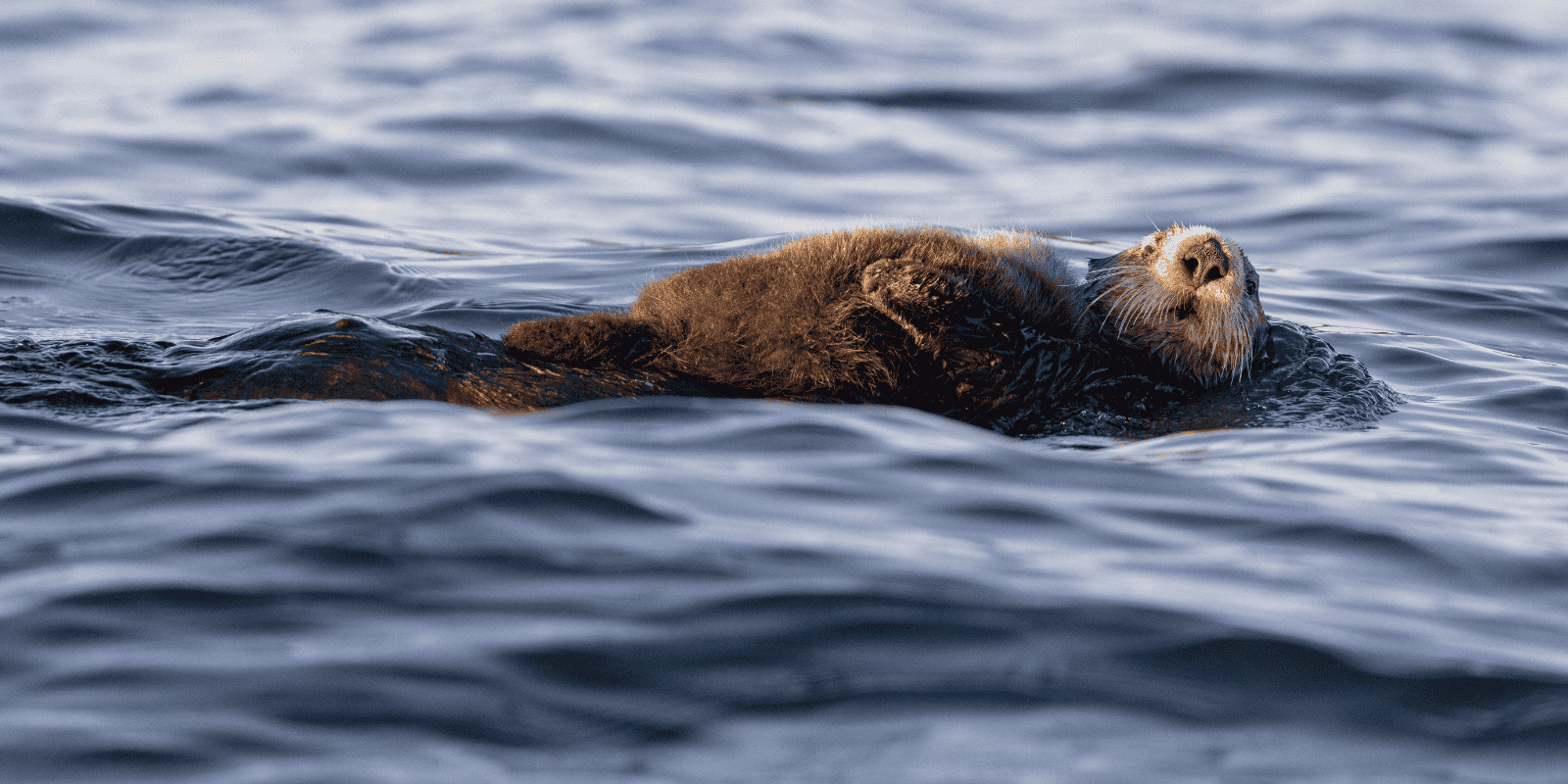 otter swimming on its back in ocean