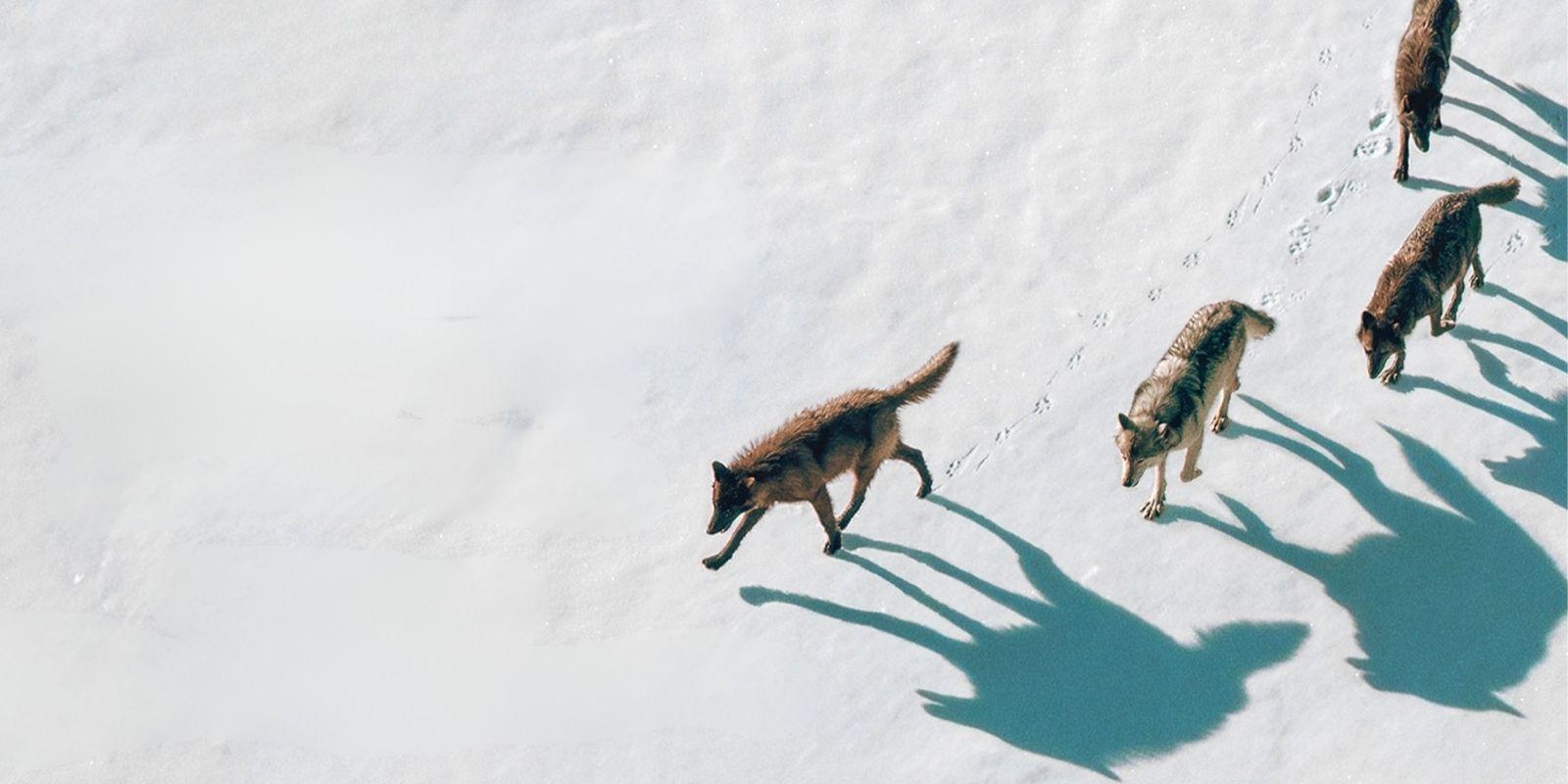 Four wolves walking through the snow