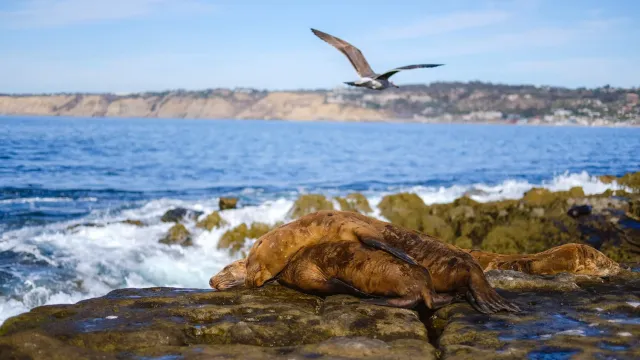SD wildlife