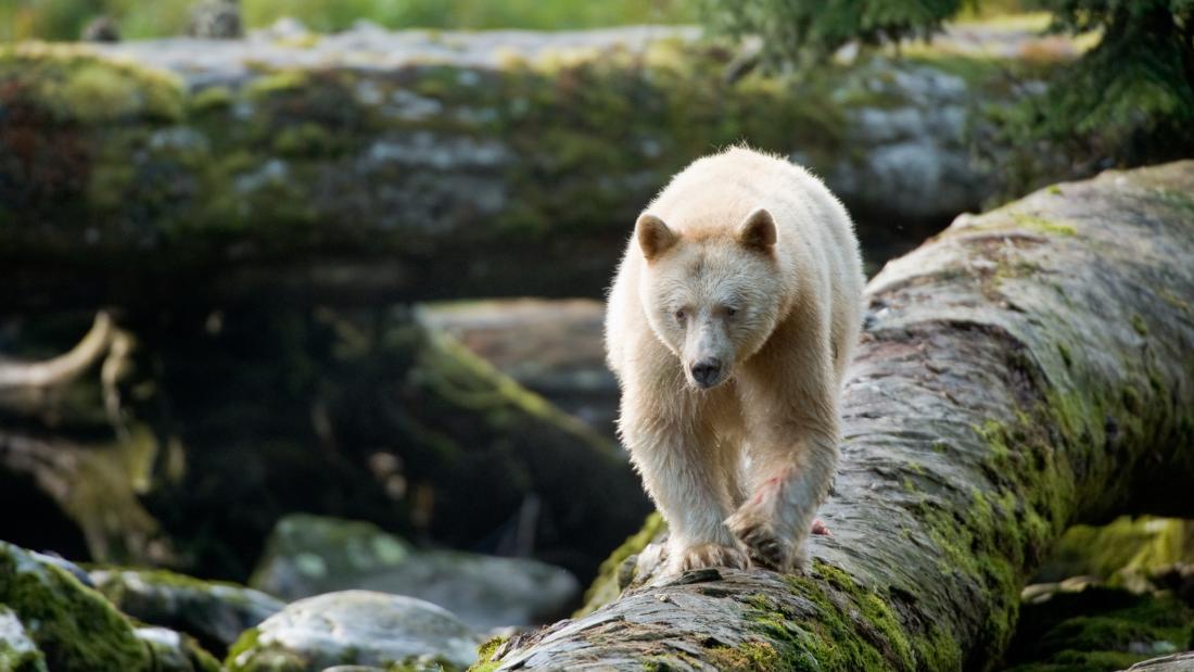 Great Bear Rainforest