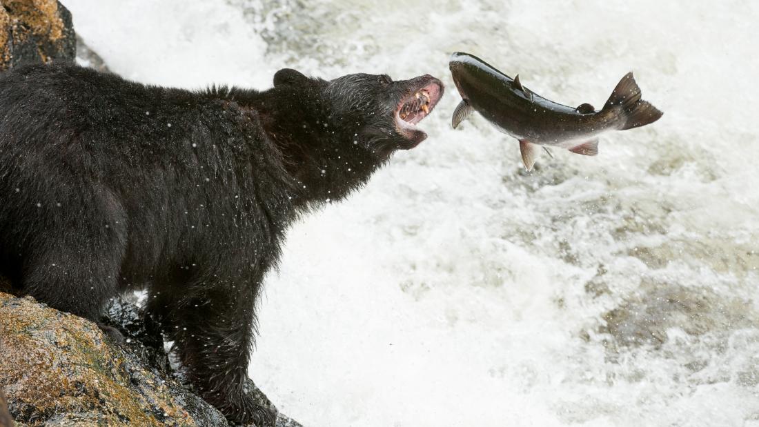 Great Bear Rainforest