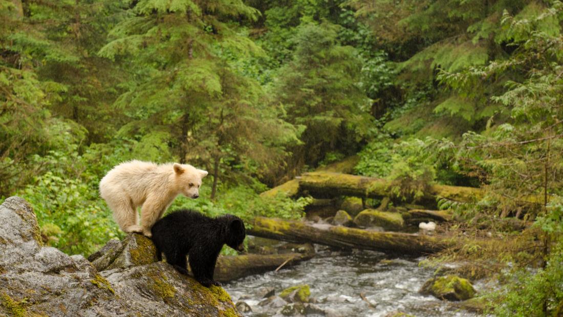 Great Bear Rainforest