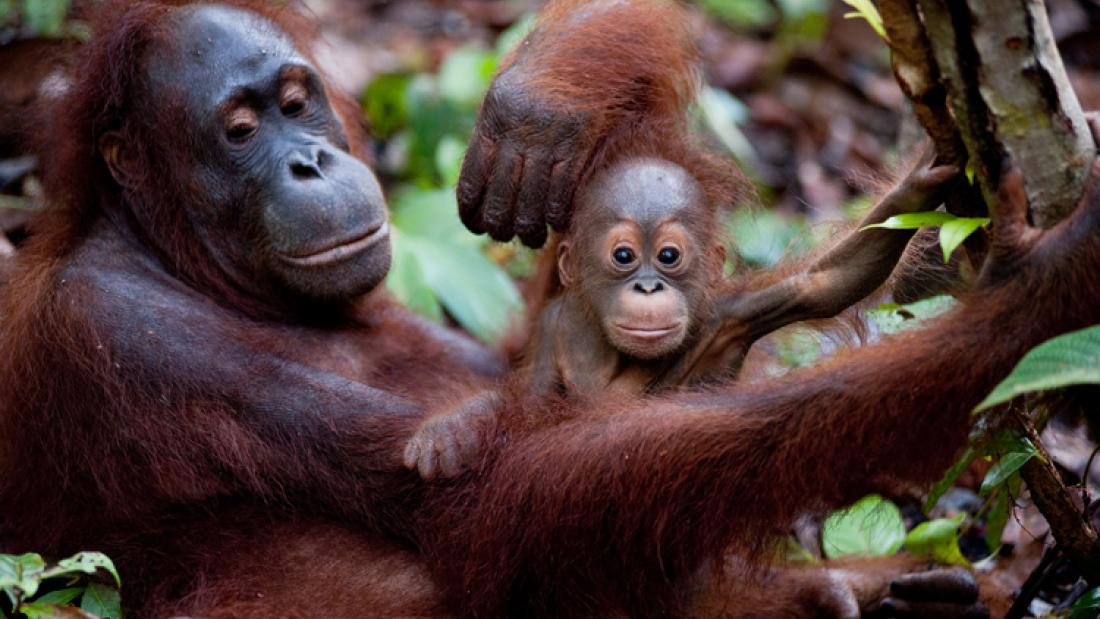 An adult orangutan with young in a forest area.