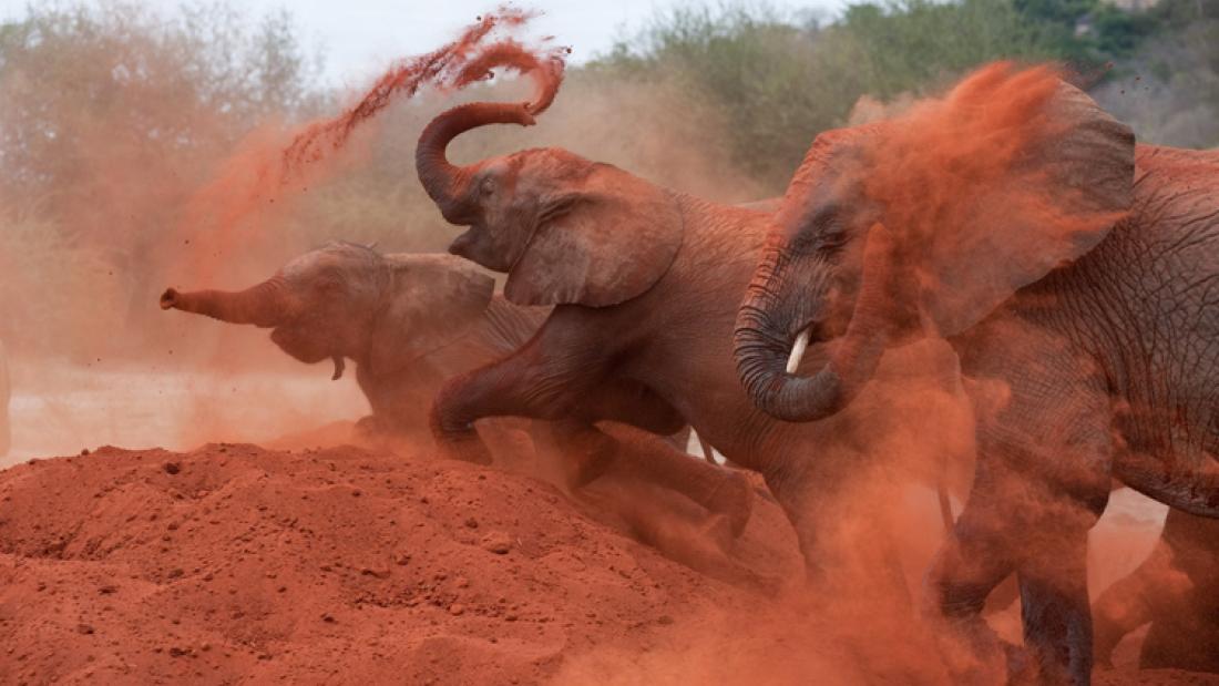 A group of young African elephants toss red dirt onto themselves.