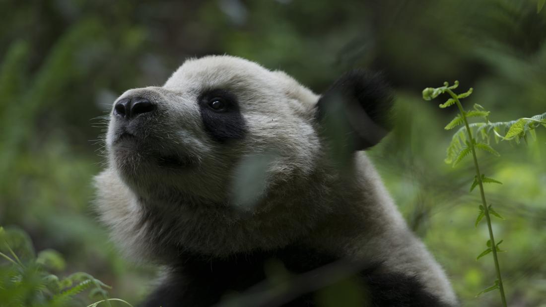 A panda photographed from a lower angle looks up off screen. The area is lush greenery and a fern crosses in front of the seated and gazing panda.