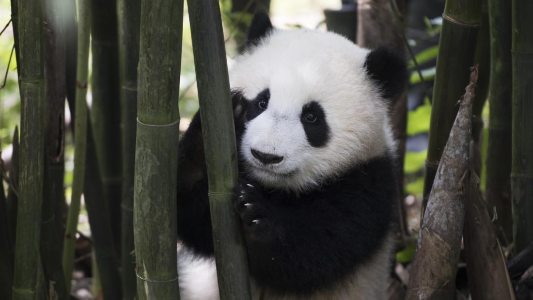 A shy young panda cub hides from the camera behind a stalk of bamboo