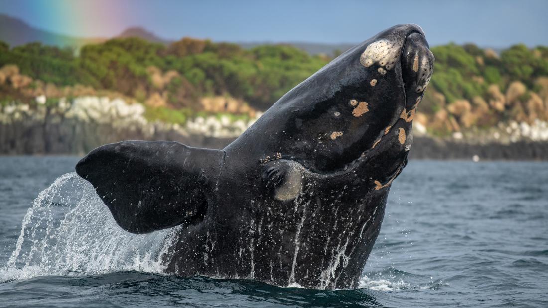 A whale breaching the surface of a grey ocean. There is green land in the background and a streak of a rainbow crosses the top left corner.