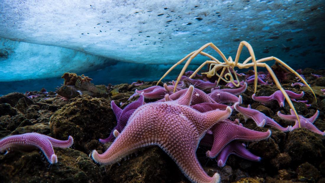 Underwater, with ice above, a cluster of pink and purple sea stars rest on the rocky bottom of the ocean. A large white spider-like crab climbs over the sea stars.