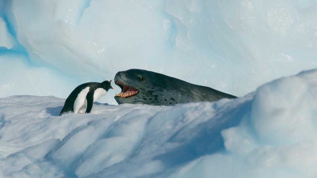 A penguin and leopard seal face off. Both are open mouthed screaming at the other. The penguin is standing on ice and the seal is popped up over the edge of the ice with it's head.