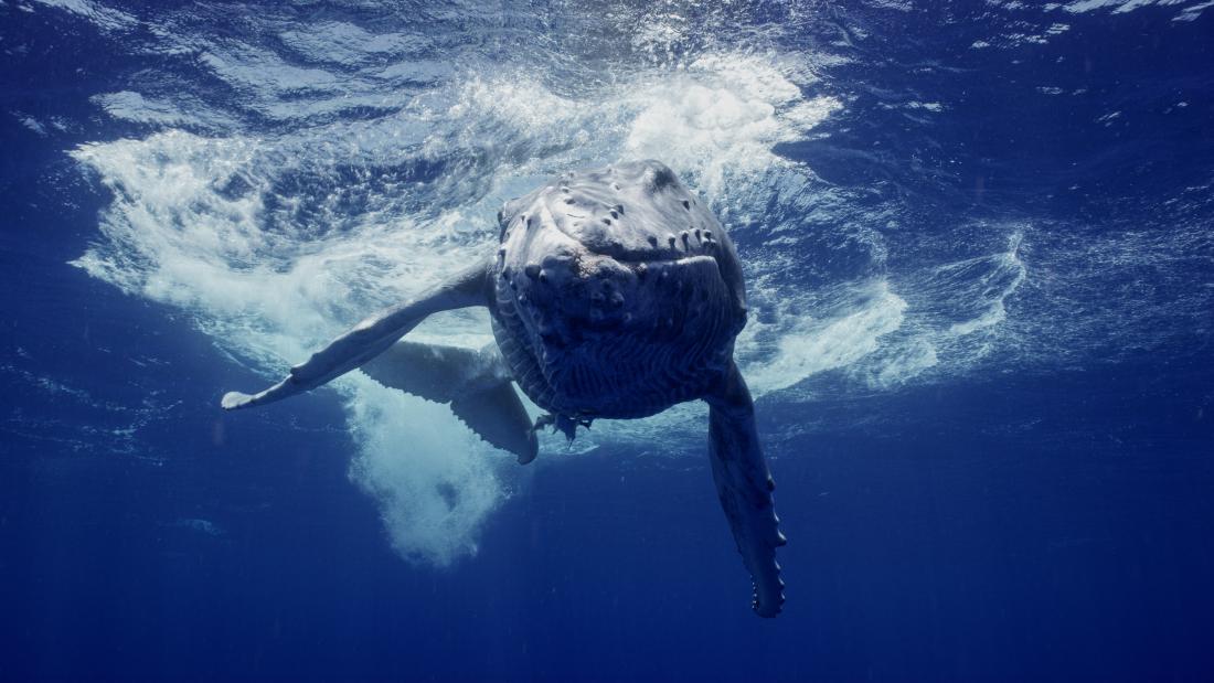 A whale swims towards the viewer coming down through the surface of deep blue ocean water.