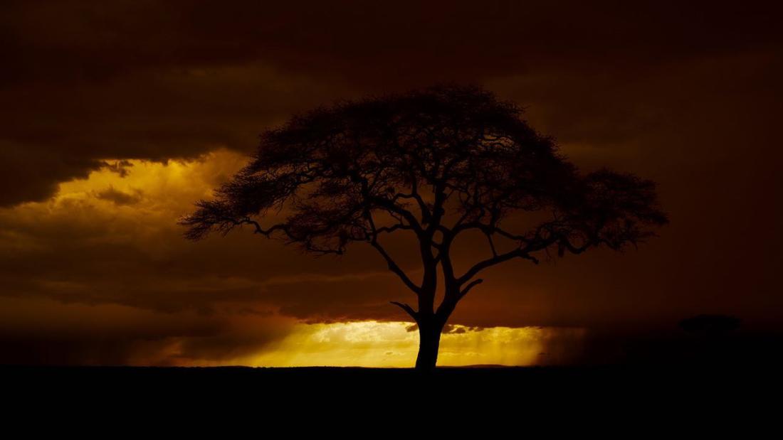 A dark fiery sky backlights a large tree