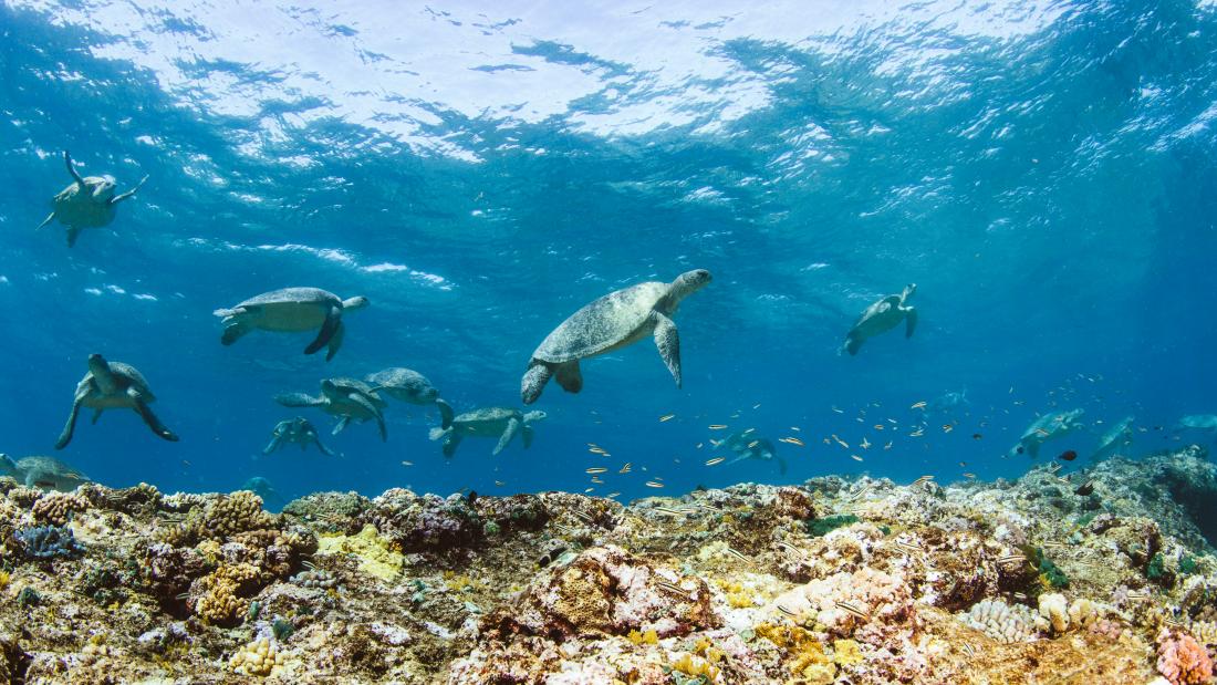 A group of turtles swimming in the ocean.