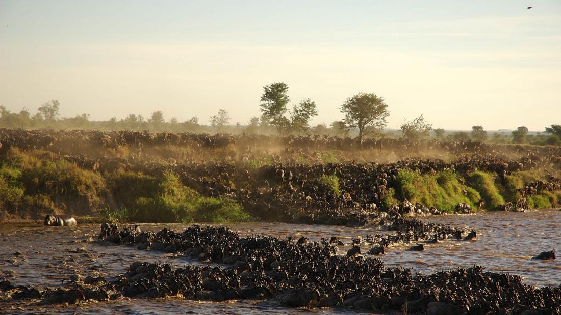 A churning muddy river with hordes of water buffalo crossing down the steep bank