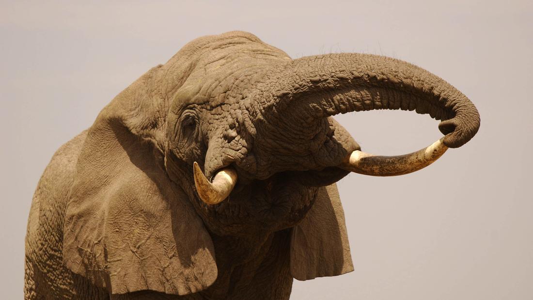 An elephant raising it's trunk against a purple grey background