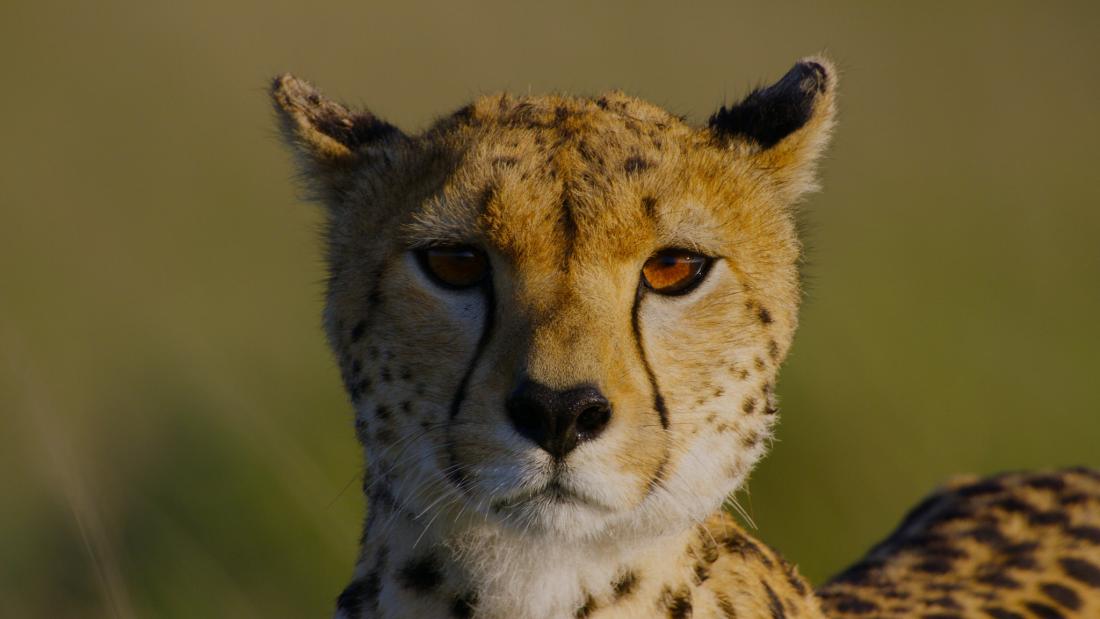 A cheetah looking directly into the camera