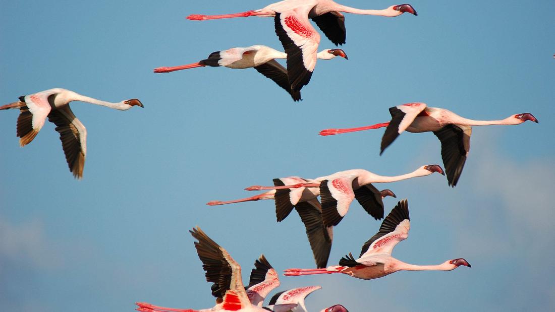 A flock of birds with round red beaks, black tipped wings, and long pink legs fly against a blue sky