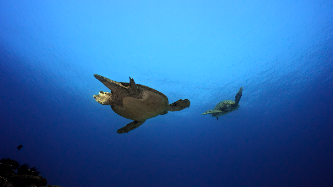 Two turtles swimming by each other in the ocean.