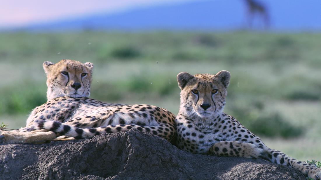 Two cheetahs relax on a rock on the Serengeti. 