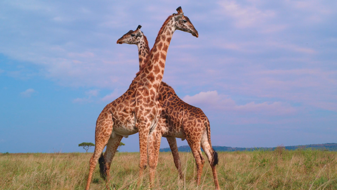 Serengeti giraffes Two giraffes standing next to eachother in the middle of the Serengeti plains