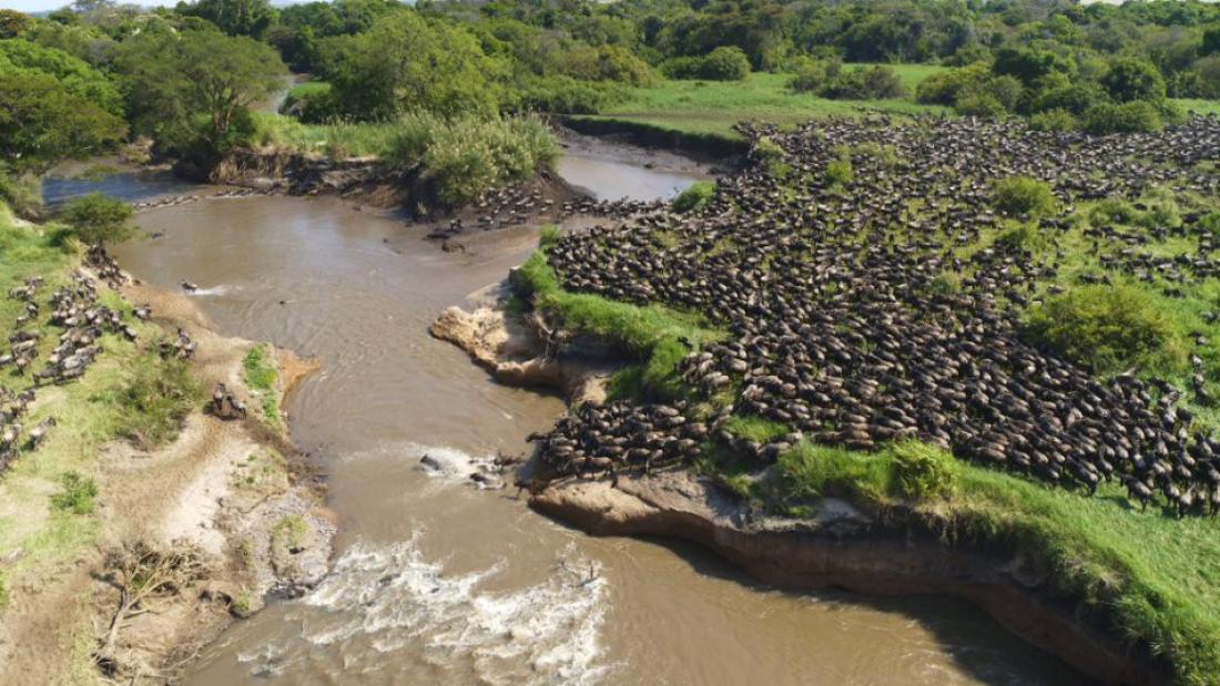 Aerial view  of the Serengeti plains with a river through the middle of the image and hundreds of wildebeest crossing from one side to the next