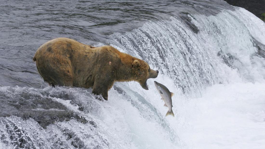 A grizzly bear standing at the edge of a small stream waterfall catching a leaping salmon in its mouth