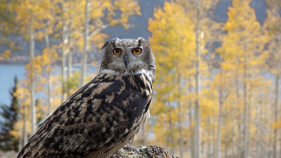 A barn owl in profile with head facing the viewer in a winter nature setting with yellow trees in the background