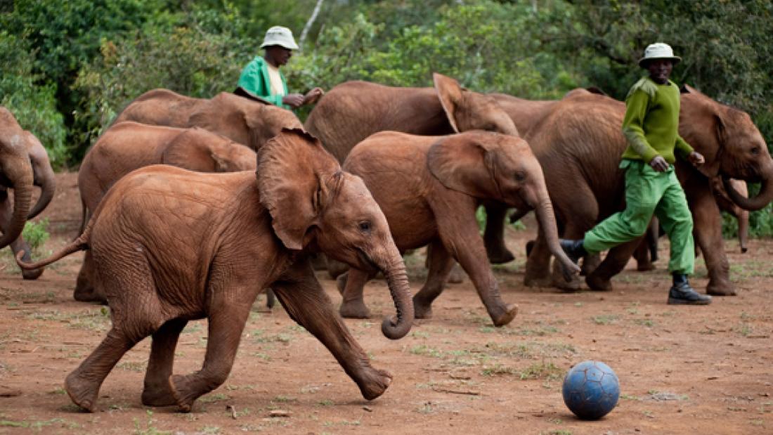 A group of young elephants covered in red mud chasing a soccer ball with two men wearing green mixed in and playing with them
