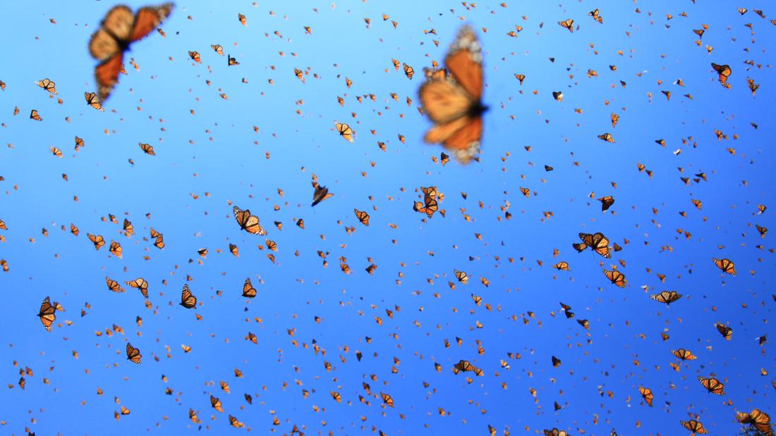 A blue sky full of hundreds of monarch butterflies
