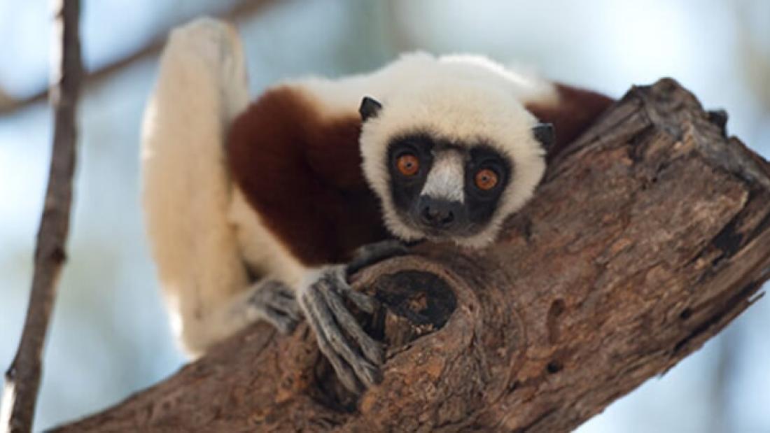 A whit and red lemur tucked into itself leaning down off of a tree limb